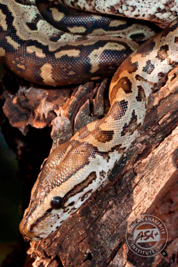 Southern African Python - African Snakebite Institute