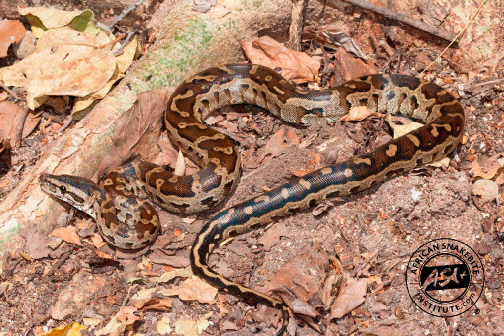 Southern African Python - African Snakebite Institute
