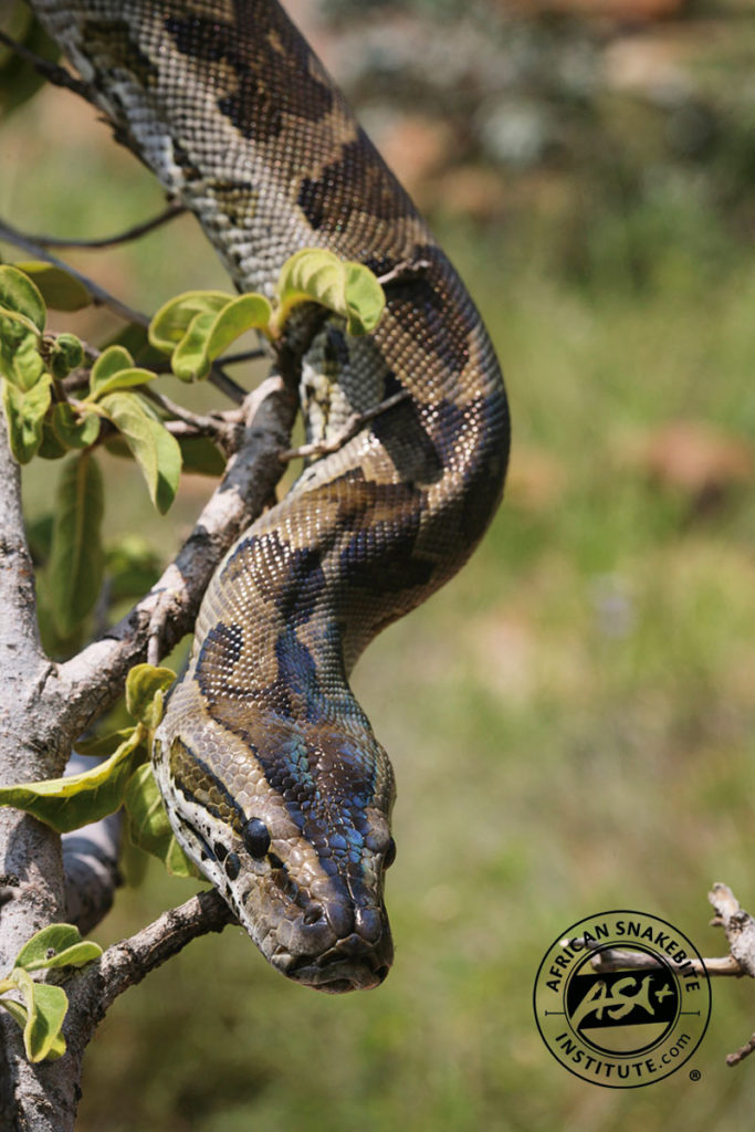 Southern African Python - African Snakebite Institute