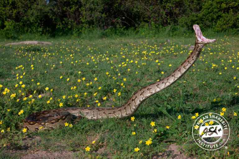 Southern African Python - African Snakebite Institute