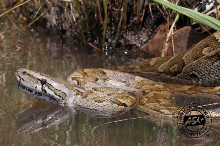 Southern African Python - African Snakebite Institute