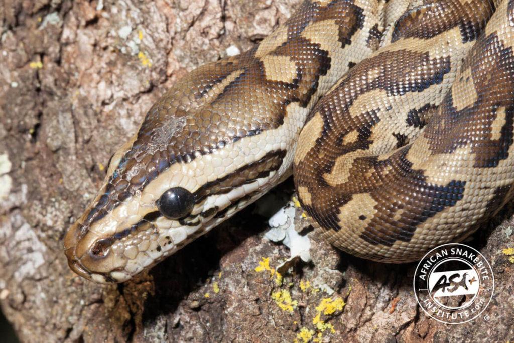 Southern African Python - African Snakebite Institute
