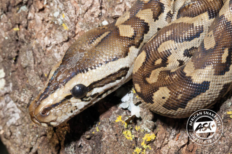 Southern African Python - African Snakebite Institute