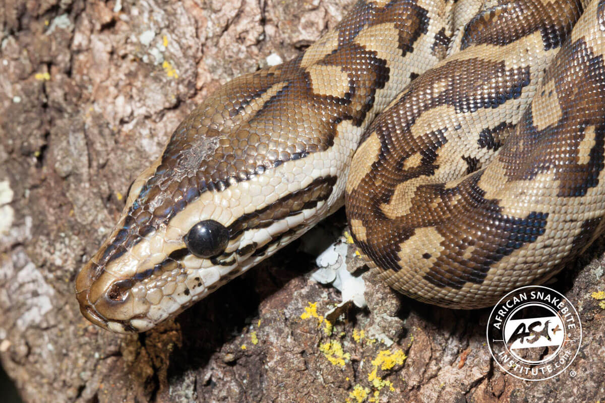 African Rock Python – Florida Snake ID Guide