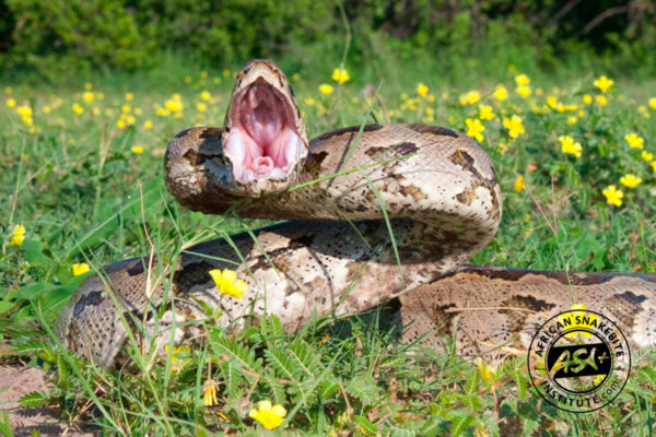 Southern African Python - African Snakebite Institute