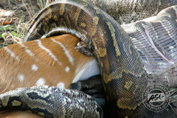 Southern African Python - African Snakebite Institute