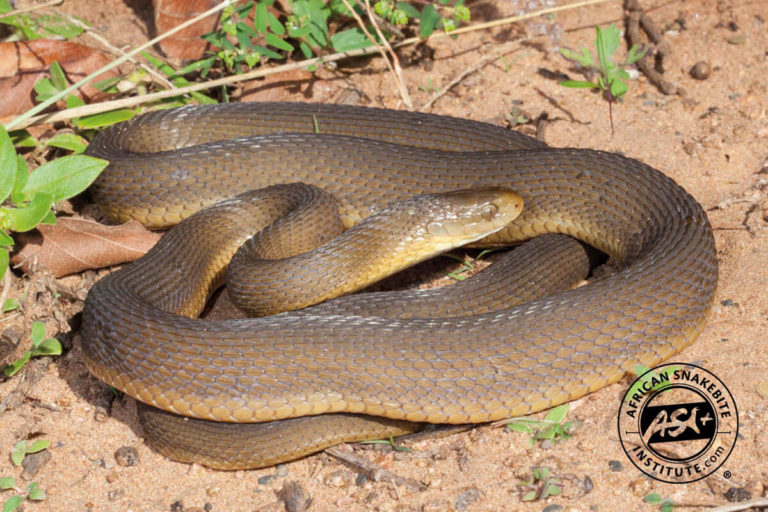 Southern Brown Eggeater African Snakebite Institute