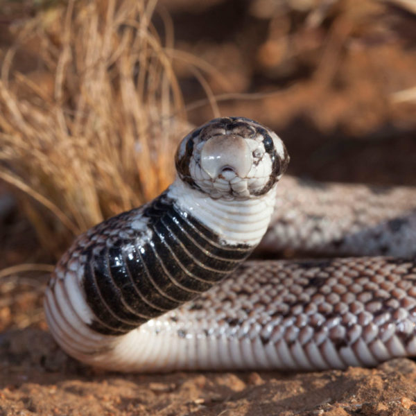 Speckled Shield-nose Snake - African Snakebite Institute