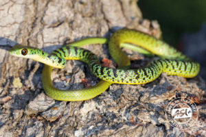 Spotted Bush Snake Juvenile