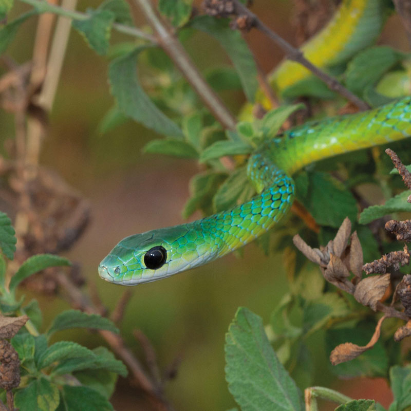 Western Natal Green Snake African Snakebite Institute