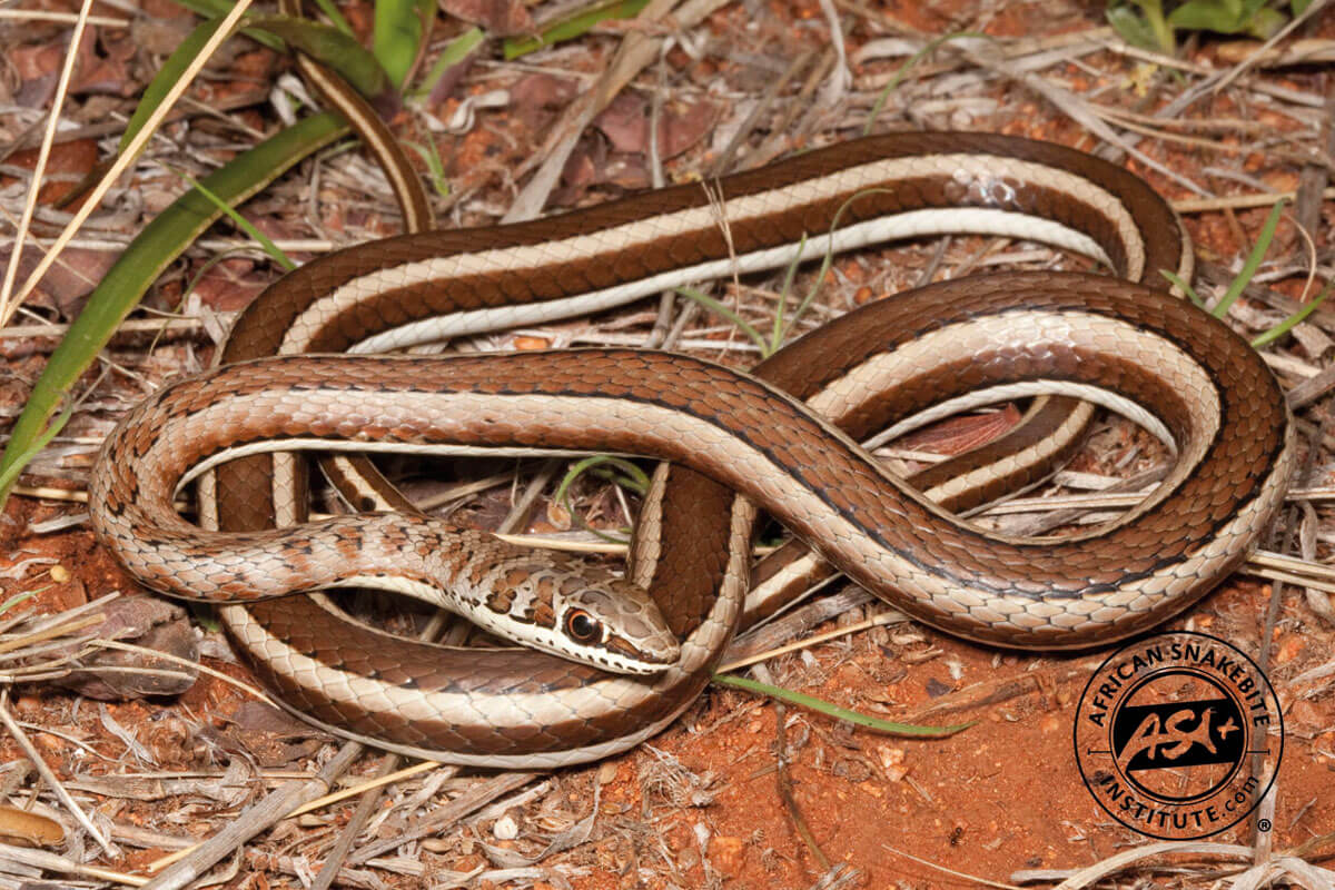 Western Yellow-bellied Sand Snake - African Snakebite ...