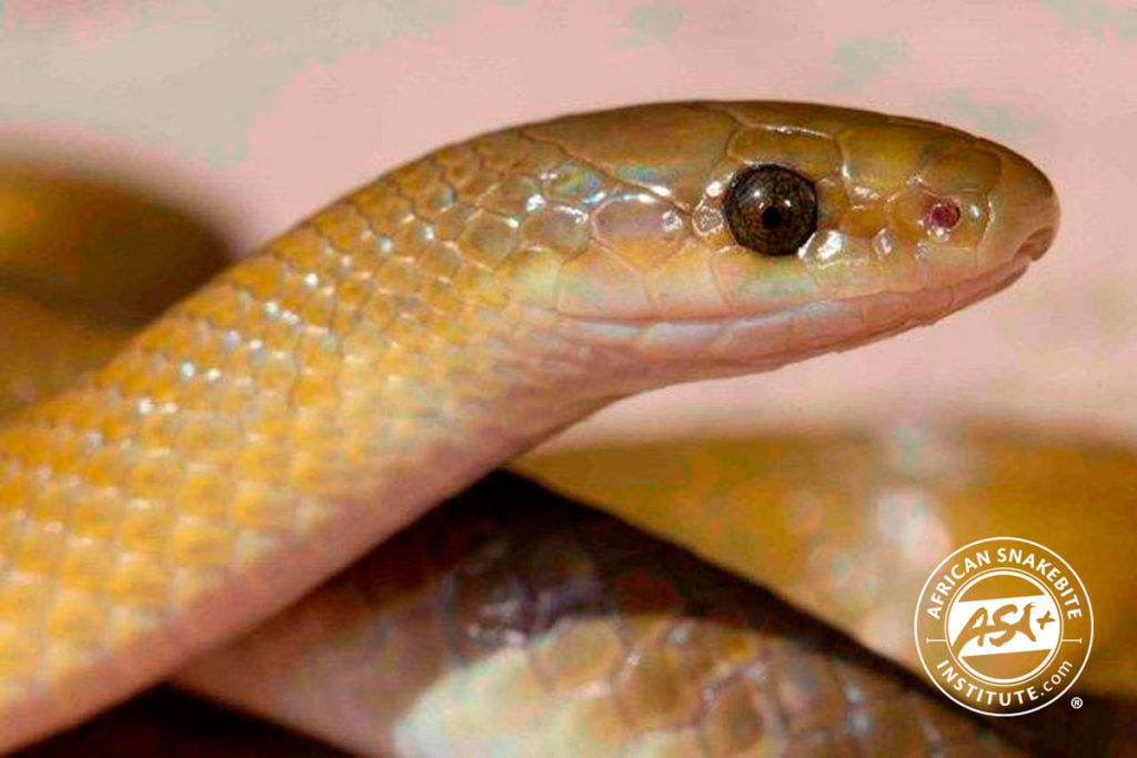 Yellow-bellied House Snake - African Snakebite Institute
