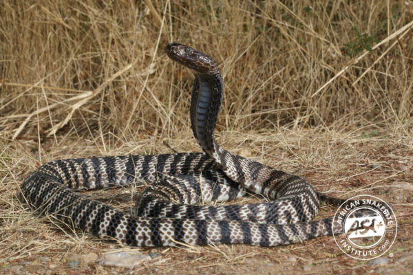 Zebra Cobra - African Snakebite Institute