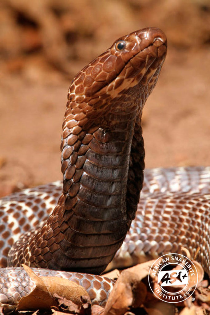 Zebra Cobra African Snakebite Institute