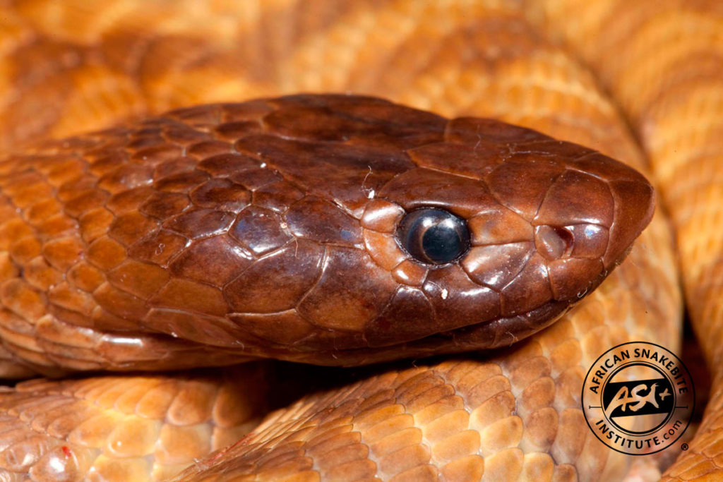 Zebra Cobra African Snakebite Institute