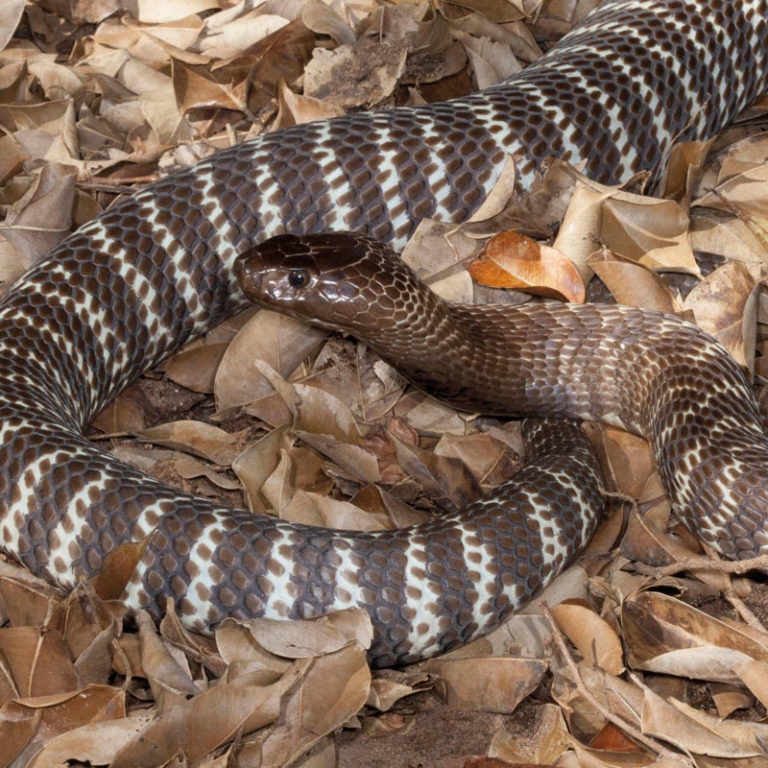 Zebra Cobra African Snakebite Institute