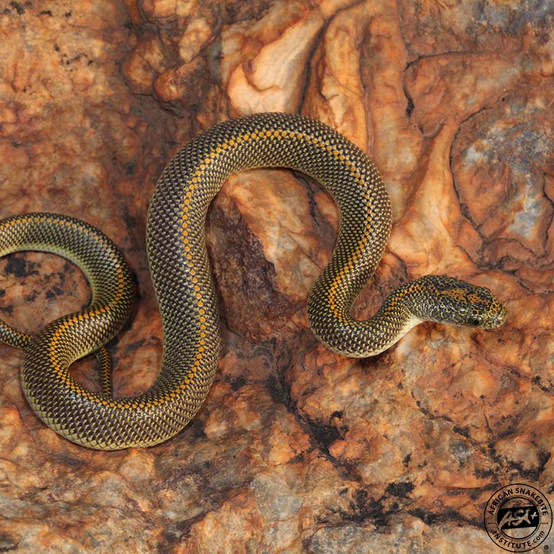 Aurora House Snake - African Snakebite Institute