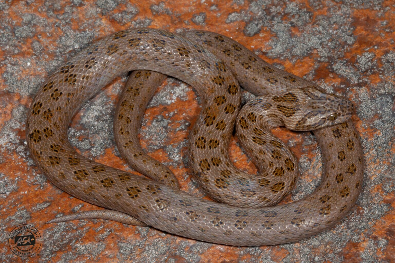 Rock Snake Example Spotted Rock Snake - African Snakebite Institute