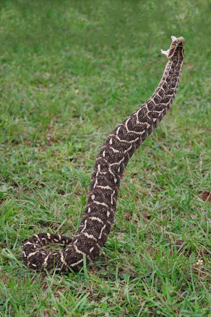 Can Puff Adders strike backwards? African Snakebite Institute