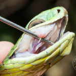 Boomslang