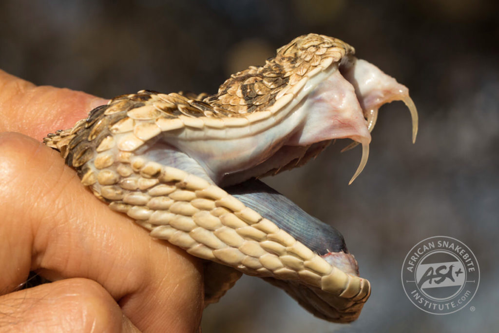 Rattlesnake Fangs Venom Rattlesnake Fangs Venom