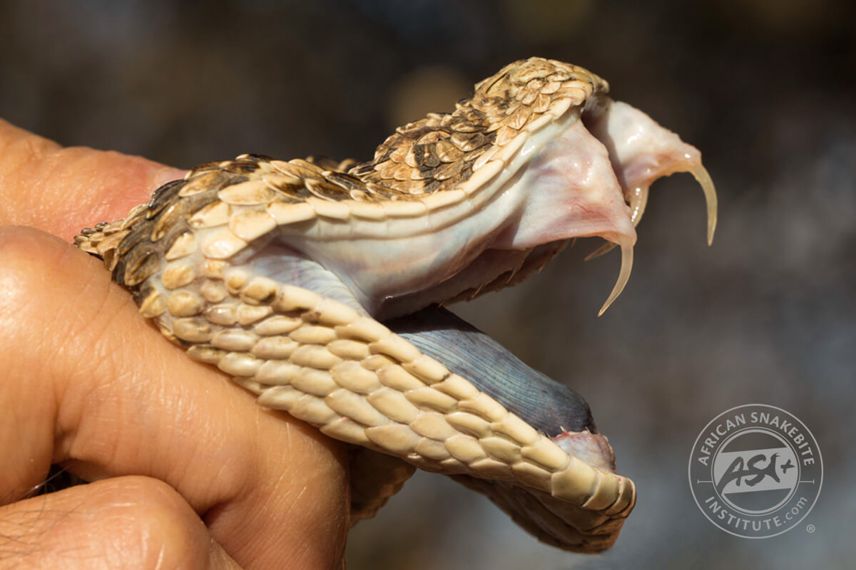 Snake Fangs And Venom