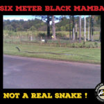 Six meter Black Mamba