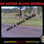 Six meter Black Mamba