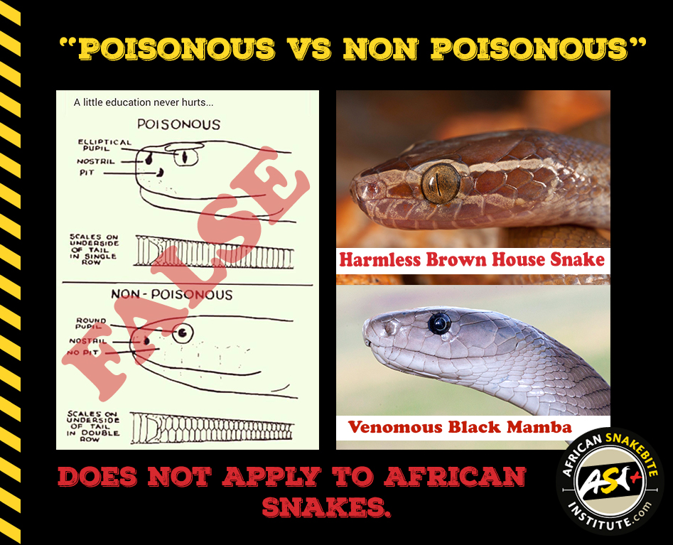 identification of poisonous and nonpoisonous snakes