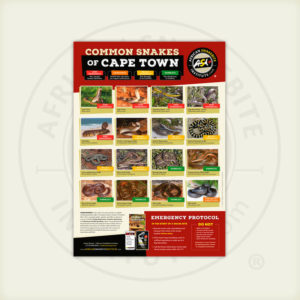 ASI Common Snakes of Cape Town Poster
