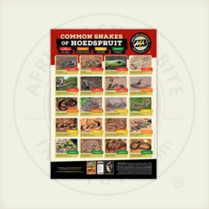 ASI Common Snakes of Hoedspruit Poster