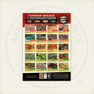 ASI Common Snakes of Pietermaritzburg Poster