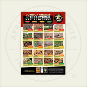 ASI Common Snakes of Thornybush Nature Reserve Poster