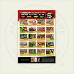 ASI Common Snakes of the Kruger National Park Poster