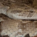 ASI Newsletter – Puff Adder