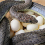 ASI Newsletter – Snake Killers