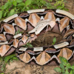 ASI Newsletter – Men and snakes