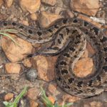 ASI Newsletter – Mildly Venomous Snakes