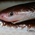 ASI Newsletter – Juvenile Snakes and Venom