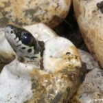 ASI Newsletter – Snakes and Snake Nests