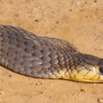 ASI Newsletter – Snakes and hibernation