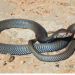 ASI Newsletter – Snake Season