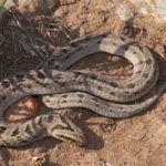 ASI Newsletter – Night Adder Envenomation