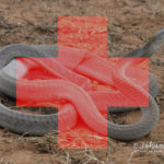 ASI Newsletter – Snakebite Emergency Protocols