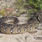 ASI Newsletter – Snake Attack