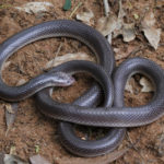 ASI Newsletter – Little Black Snakes