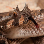 ASI Newsletter – Mildly Venomous Snakes