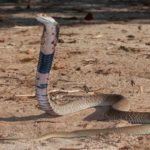 ASI Newsletter – Mozambique Spitting Cobra bite