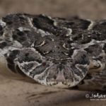 ASI Newsletter – First Aid for Snakebite in pets and farm animals