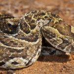 ASI Newsletter – Snakebite season